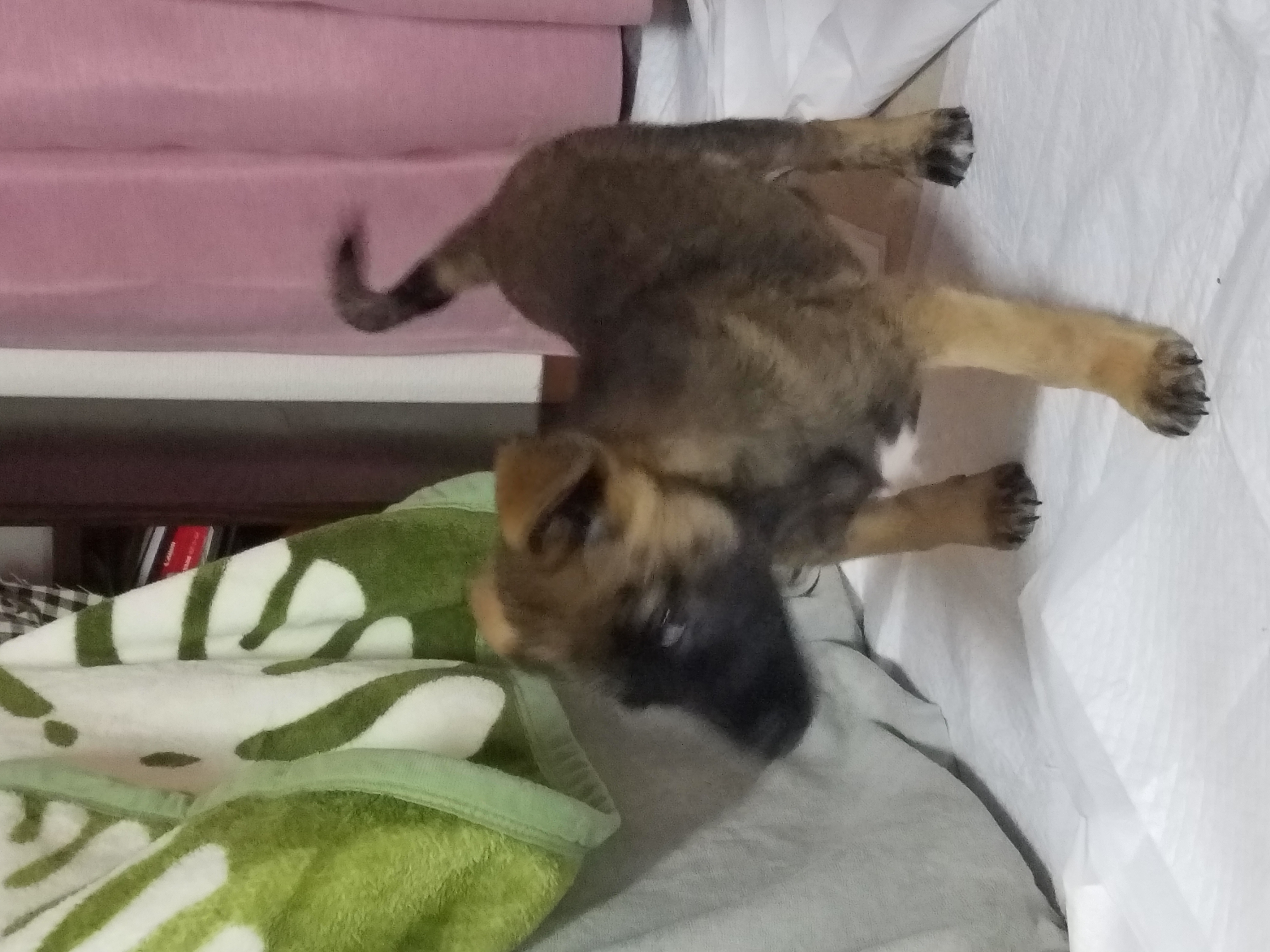 ドッグトレーナー在籍★ペットインストラクターが在籍◎の写真