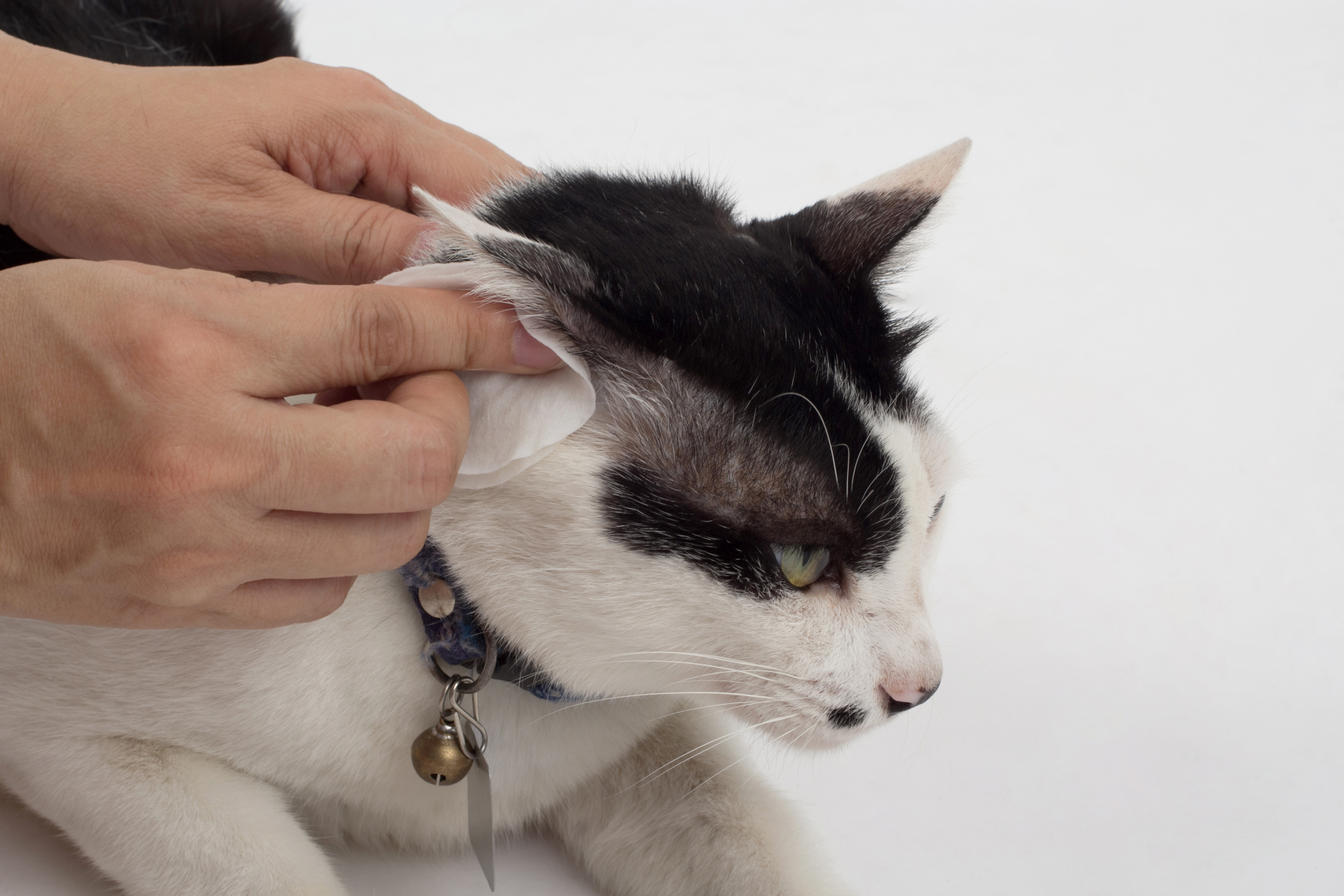 KotaKan 　ペットホテル　保護猫シェルターの紹介写真_2枚目