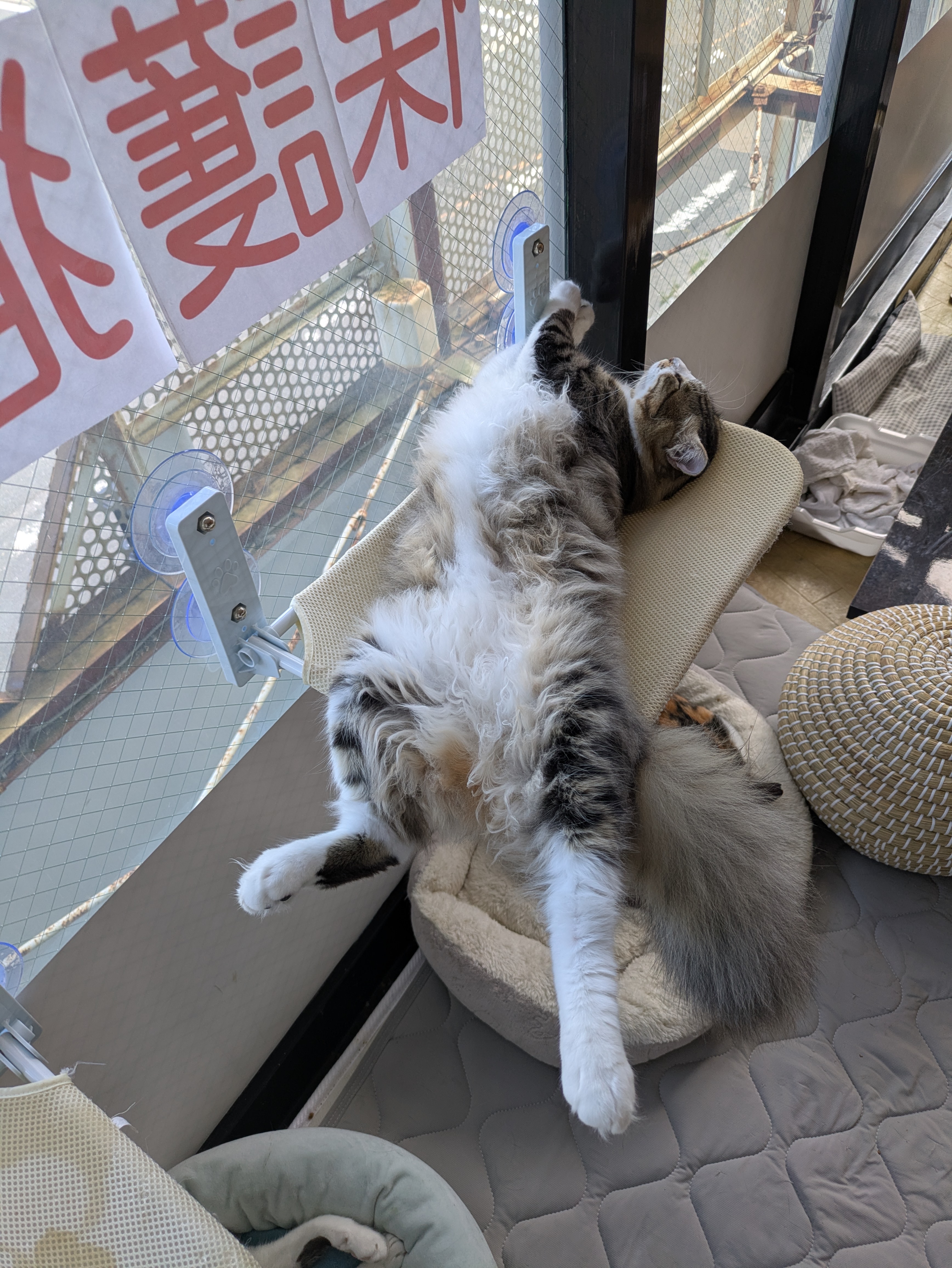 保護猫犬カフェシェルターKotaKanの紹介写真_2枚目