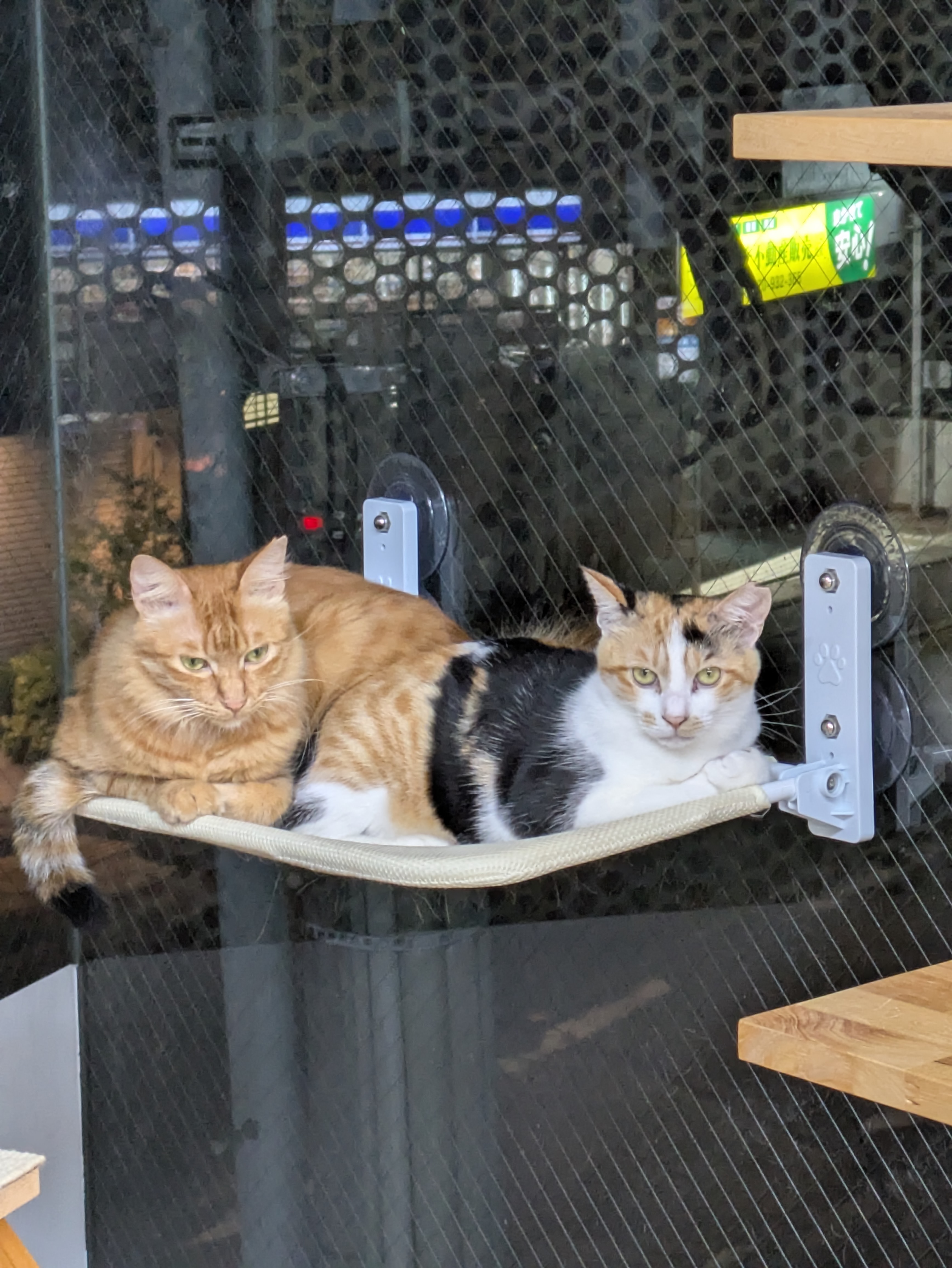 保護猫犬カフェシェルターKotaKanの紹介写真_1枚目