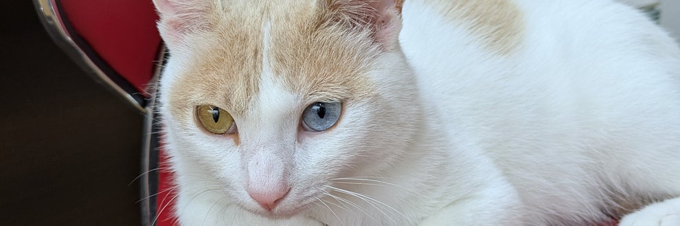 KotaKan 　ペットホテル　保護猫シェルターの画像