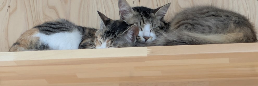 KotaKan 　ペットホテル　保護猫シェルターの画像