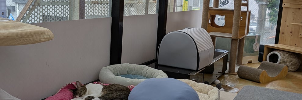 KotaKan 　ペットホテル　保護猫シェルターの画像