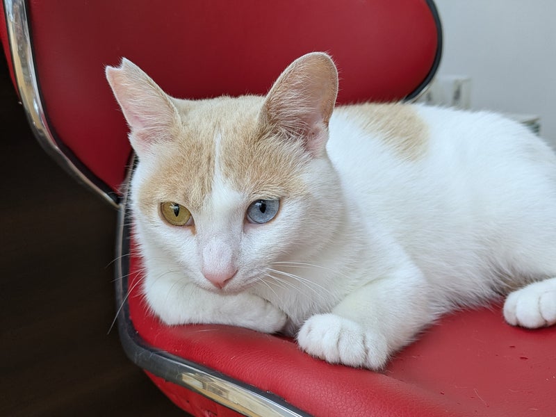 KotaKan 　ペットホテル　保護猫シェルターの画像