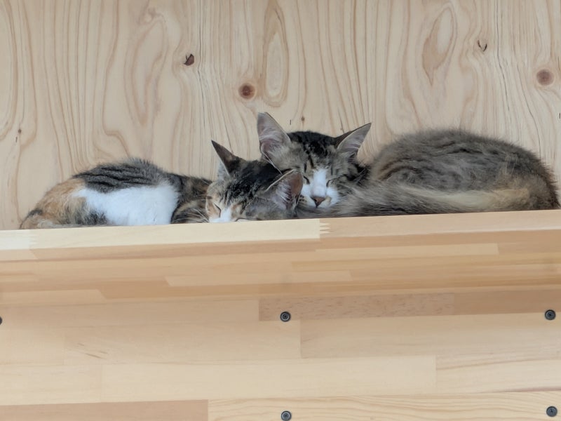 KotaKan 　ペットホテル　保護猫シェルターの画像