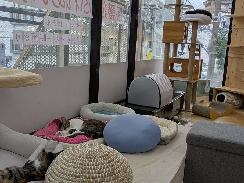 KotaKan 　ペットホテル　保護猫シェルターの画像