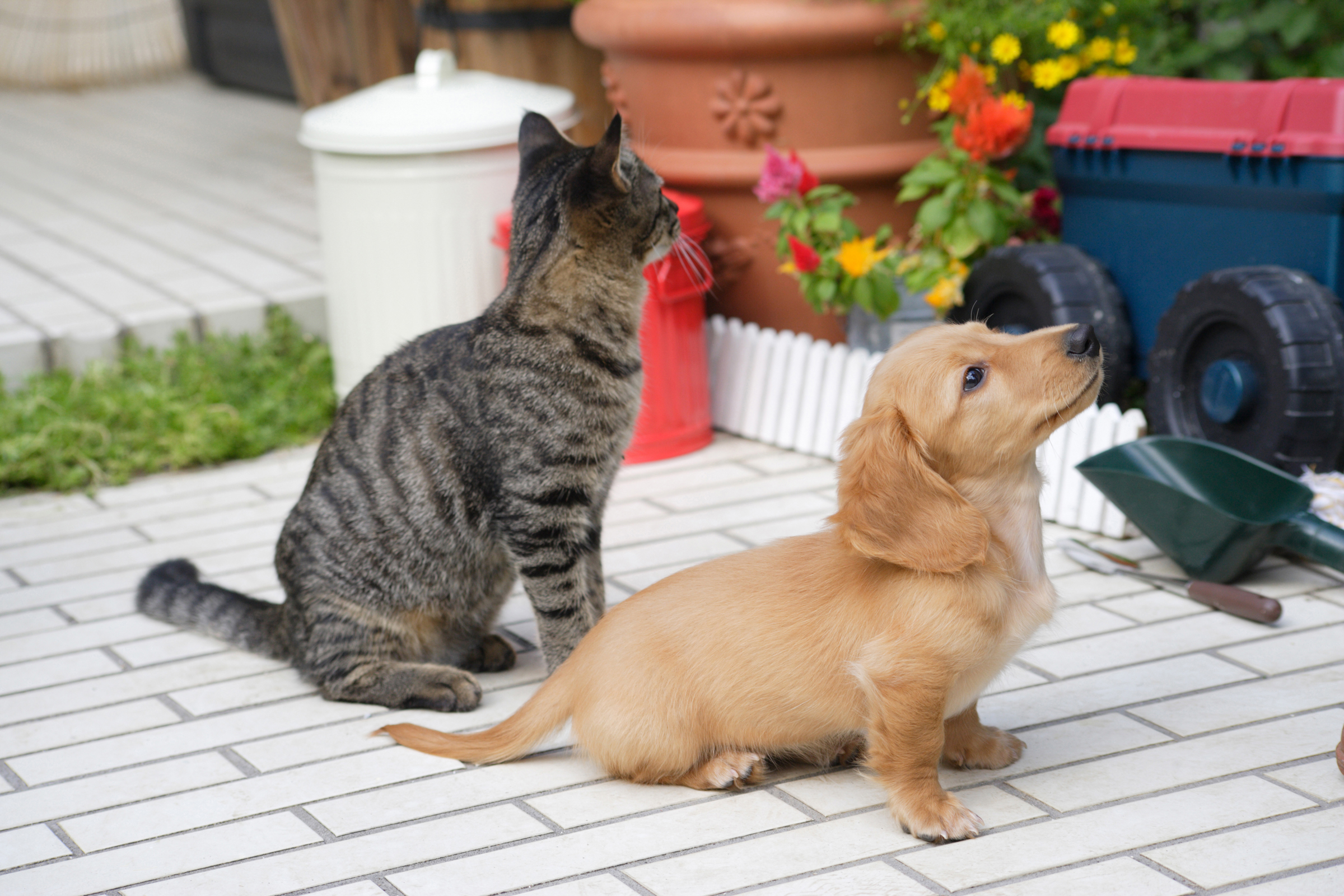 ワンちゃんのホテル（ネコちゃんも応相談）の画像