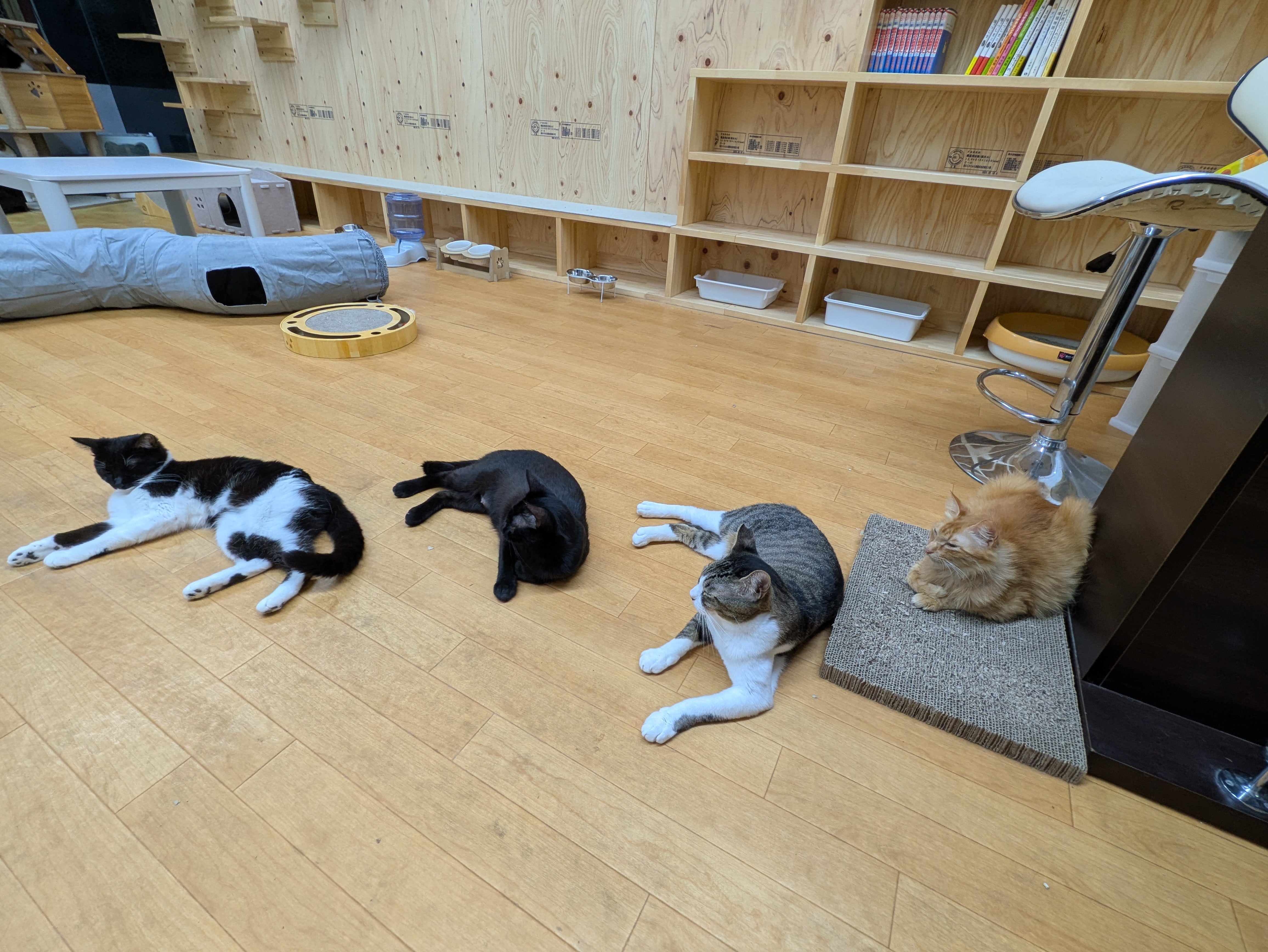の画像